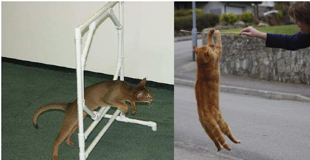 cara melatih kucing