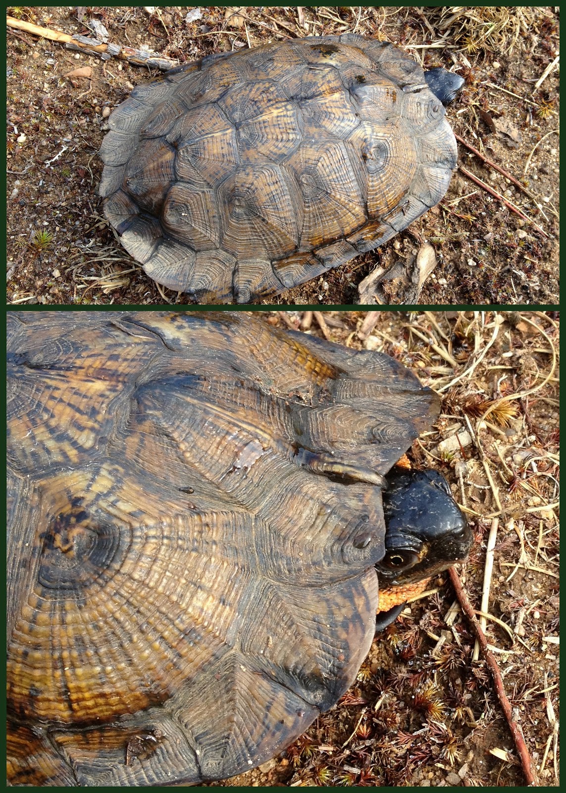 Spicebush Log Turtles on the Move