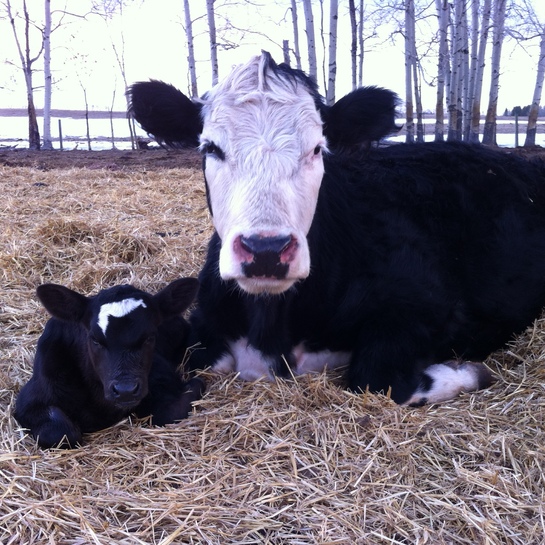 PRIONS FROM SICK DEER CAN PASS FROM DEER TO GRASS TO COW TO HUMAN - PRIONS CAUSE BRAIN DISEASES