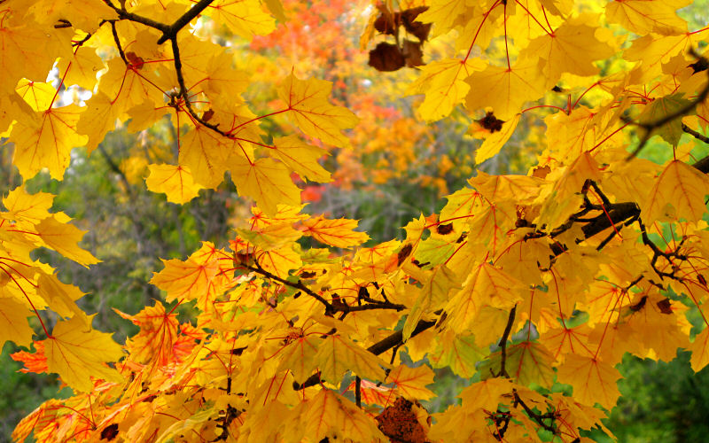 கண் கவர் காட்சிகள்1 - Page 5 Colorful+Autumn+in+Michigan%252C+USA+14