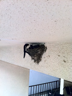 今年も実家の車庫にツバメが巣を作っていた