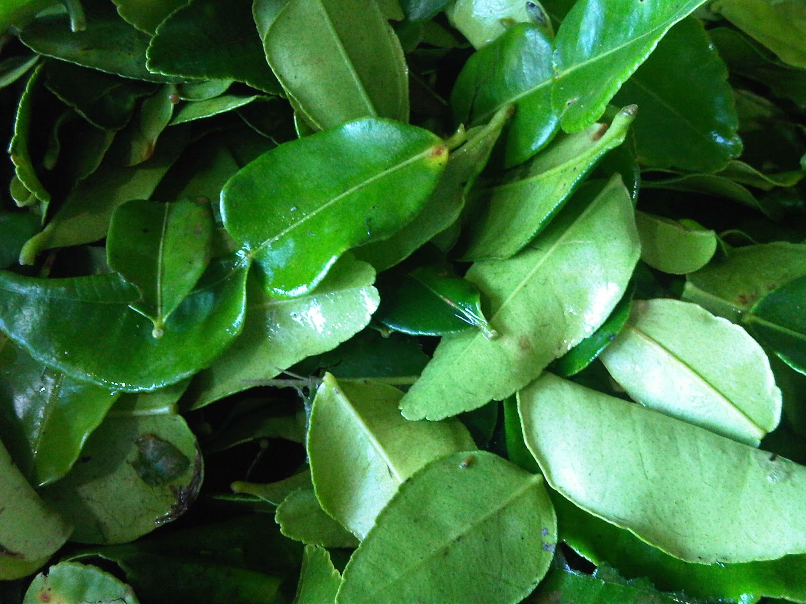Health Benefits of kaffir lime Leaves For Beauty and your body Health