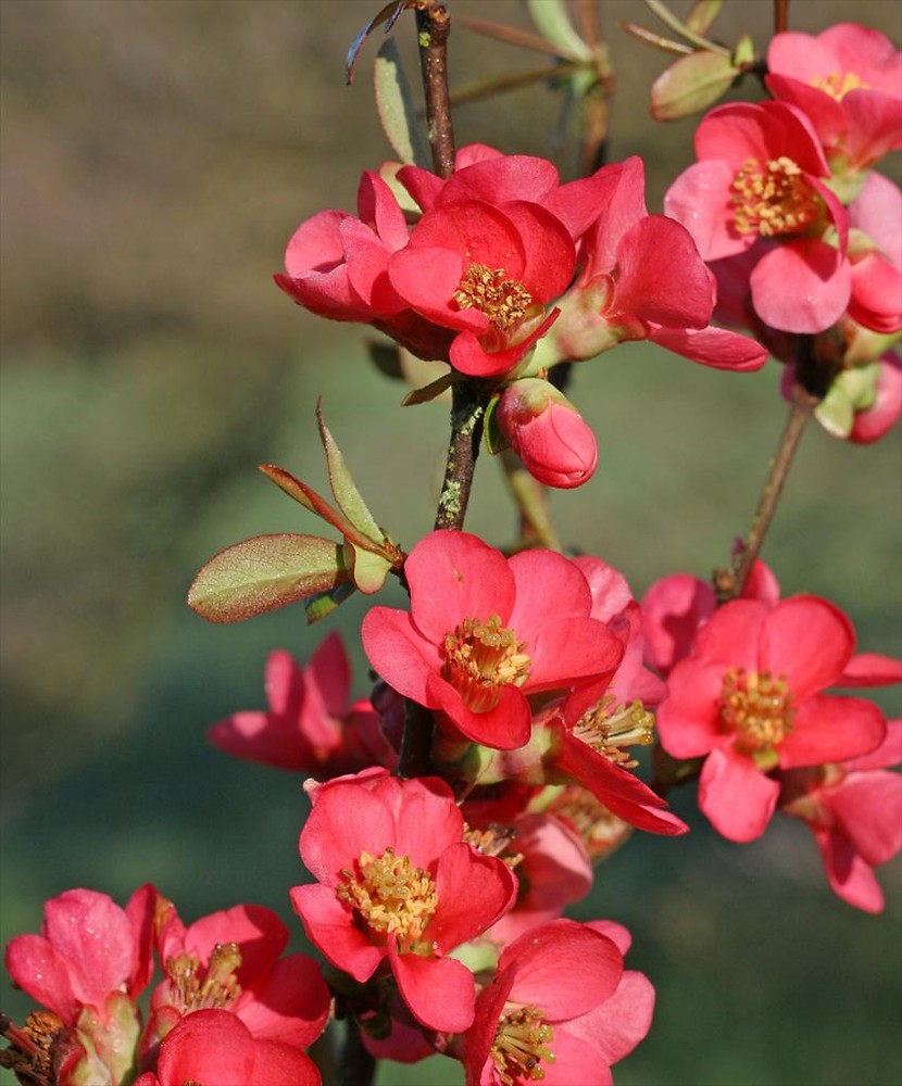 B R E C K O N L A N D D E S I G N Plant Feature Flowering Quince