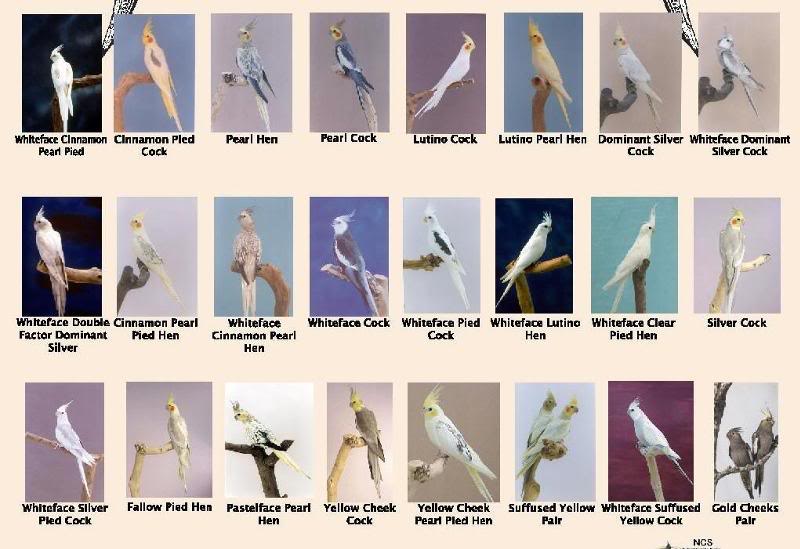 kenali cockatiel anda sembang budgies amp cockatiels cockatiel colour chart