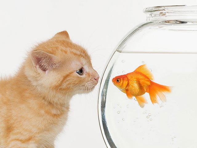 Animated Gif Image Cat Fishbowl Animated Gif Image Cat Fishbowl