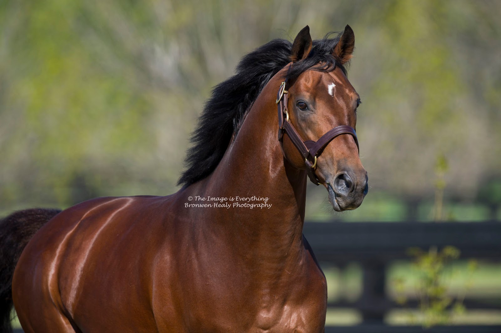 The Image Is Everything June 2015