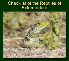 http://www.extremadurabirds.net/Checklist_Reptiles.pdf