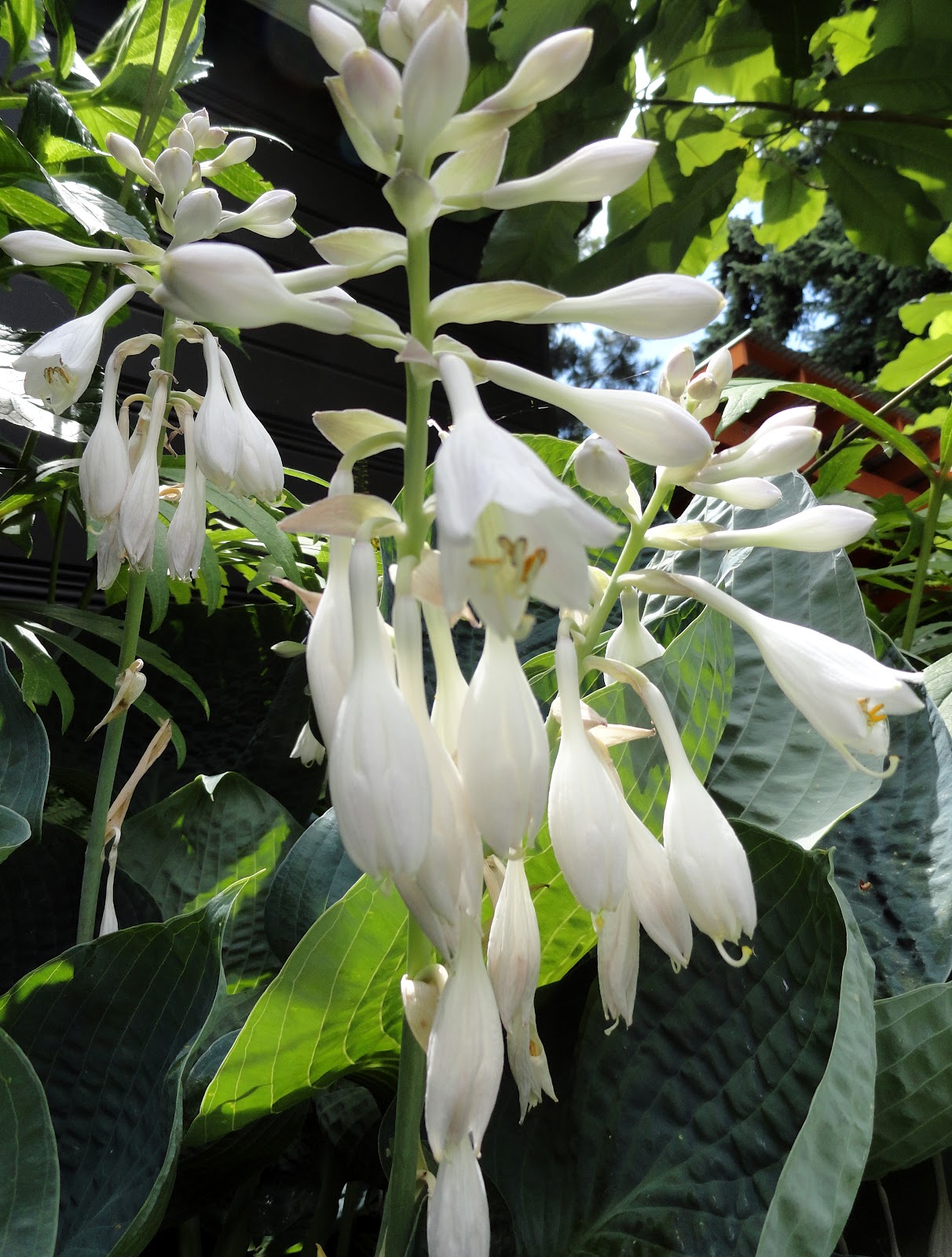 danger garden: July 2012, Bloomday!