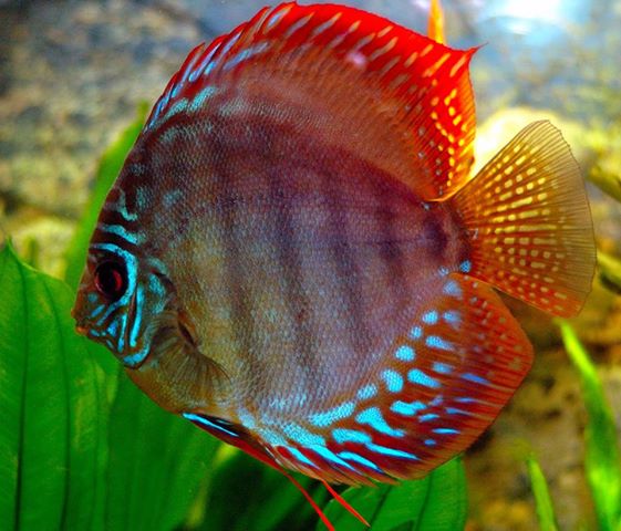 Top 10 Most Colorful and Beautiful Fish In The World