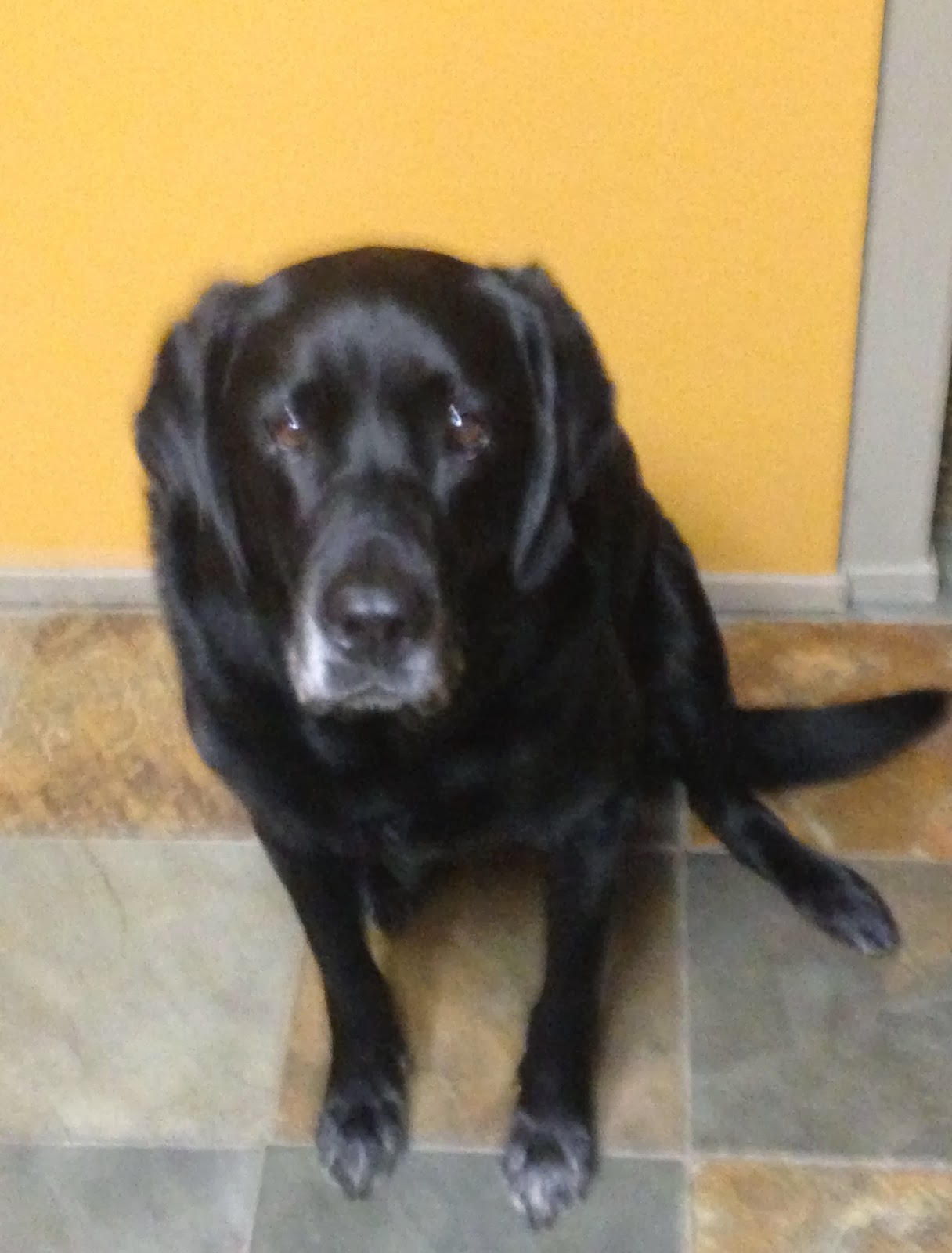 Top Dog Career Mentor