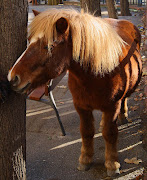 Horses (Equus caballus) and Draught Horse Showing (flaxen chestnut pony)