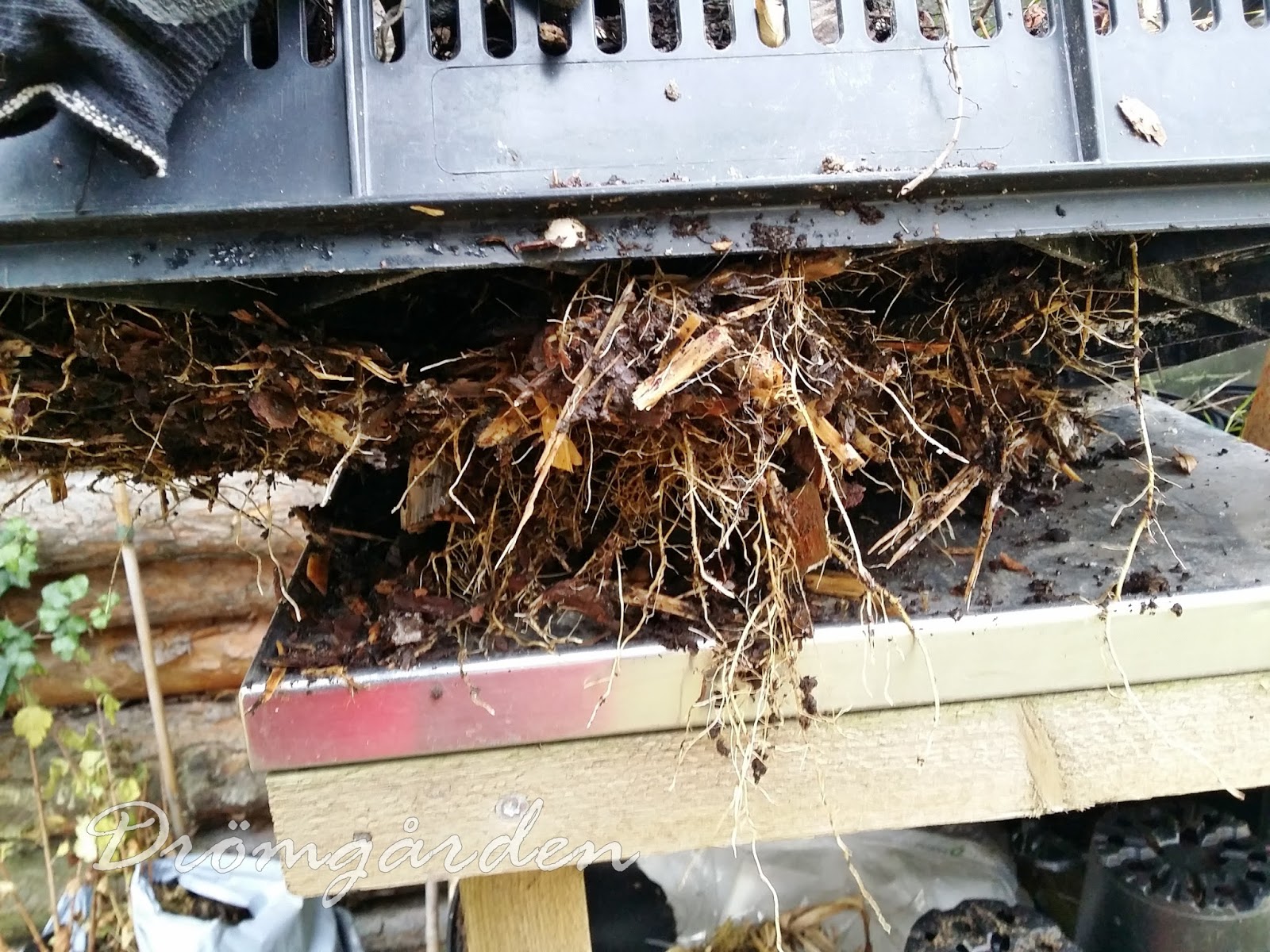 Drömgården: trädgårdsjobb 1:a november