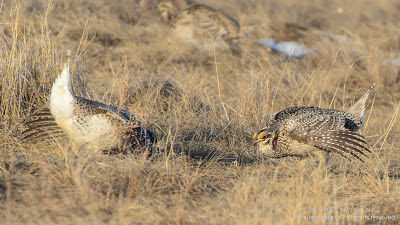 Sharp-tailed Grouse. Photo copyright © Shelley Banks, all rights reserved. Sharp-tailed Grouse. Photo copyright © Shelley Banks, all rights reserved.