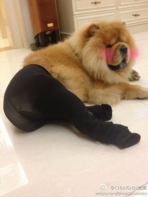 DawgArt Dogs in Tights