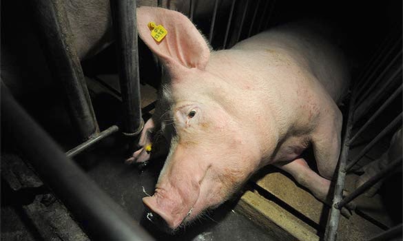 Pig in gestation crate Pig in gestation crate