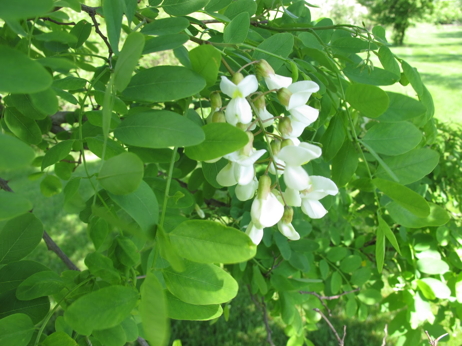 Joe's Garden Journal Black Locust