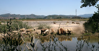A flock coming down to drink A flock coming down to drink