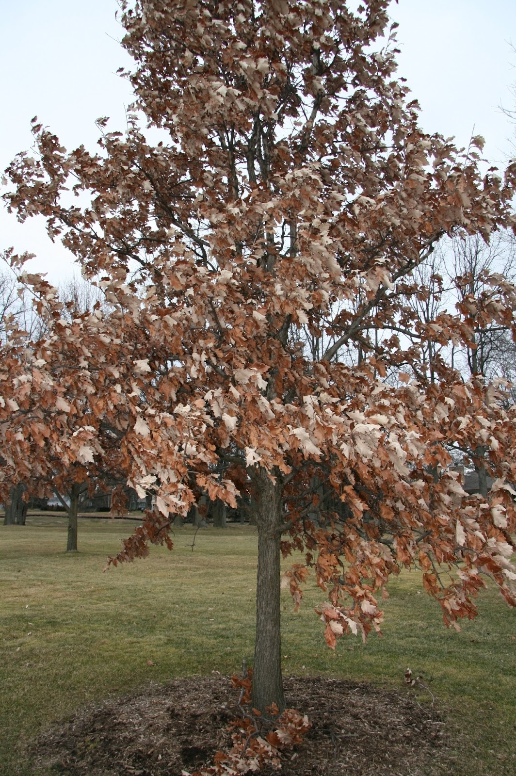 Oakland Hills Country Club Turfgrass Maintenance Pruning New Oak Trees