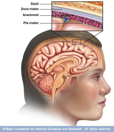 Human Anatomy and Physiology: The meninges layer which is closest to
