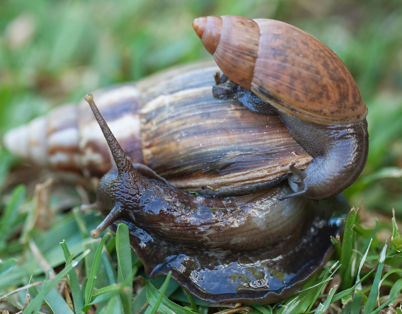 Hawaii Horticulture Cannibal Snail An Introduced Friend, or Terror?