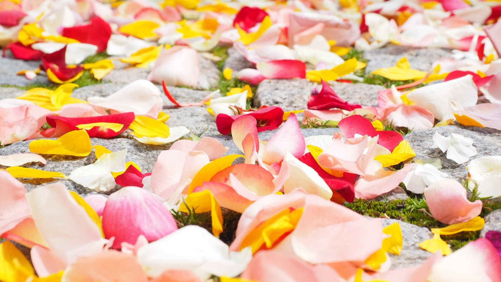 Rose Petals Desktop Wallpaper Widescreen