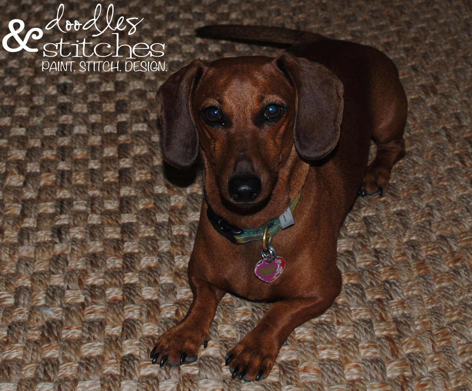 How Do You Get Dog Snot Out Of Windows