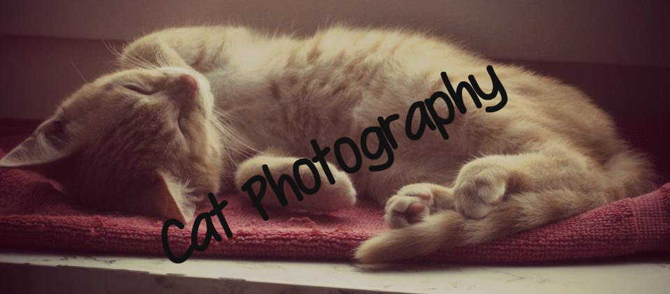 Cat Photography