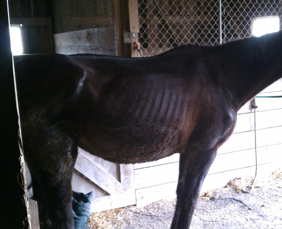 Holistic EquineNatural Health for Your Horse Muscle Testing on Horse