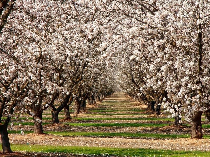 Liliana Usvat Reforestation and Medicinal use of the Trees Bible