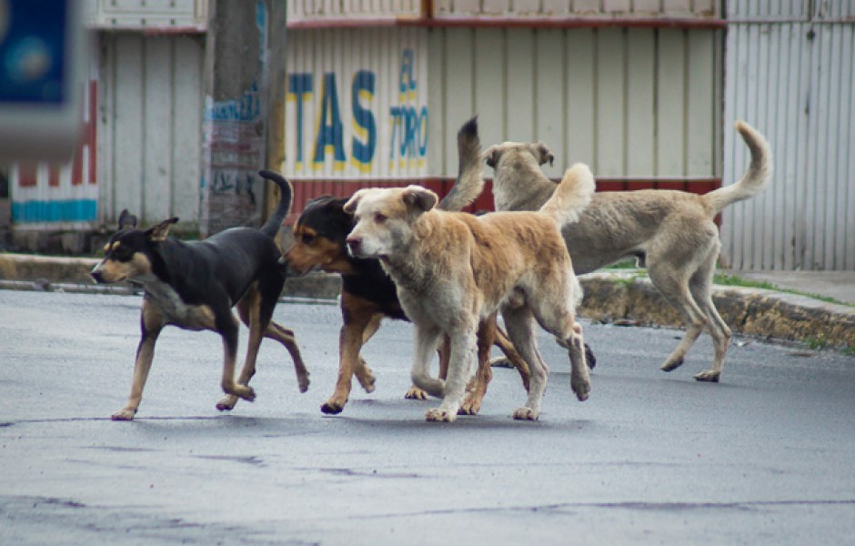 CANTIDAD DE PERROS CALLEJEROS cantidad de perros callejeros: