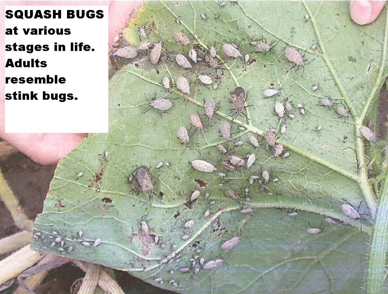 Earthworks, St. Peter, Minnesota Squash Bugs......yes, another pest.
