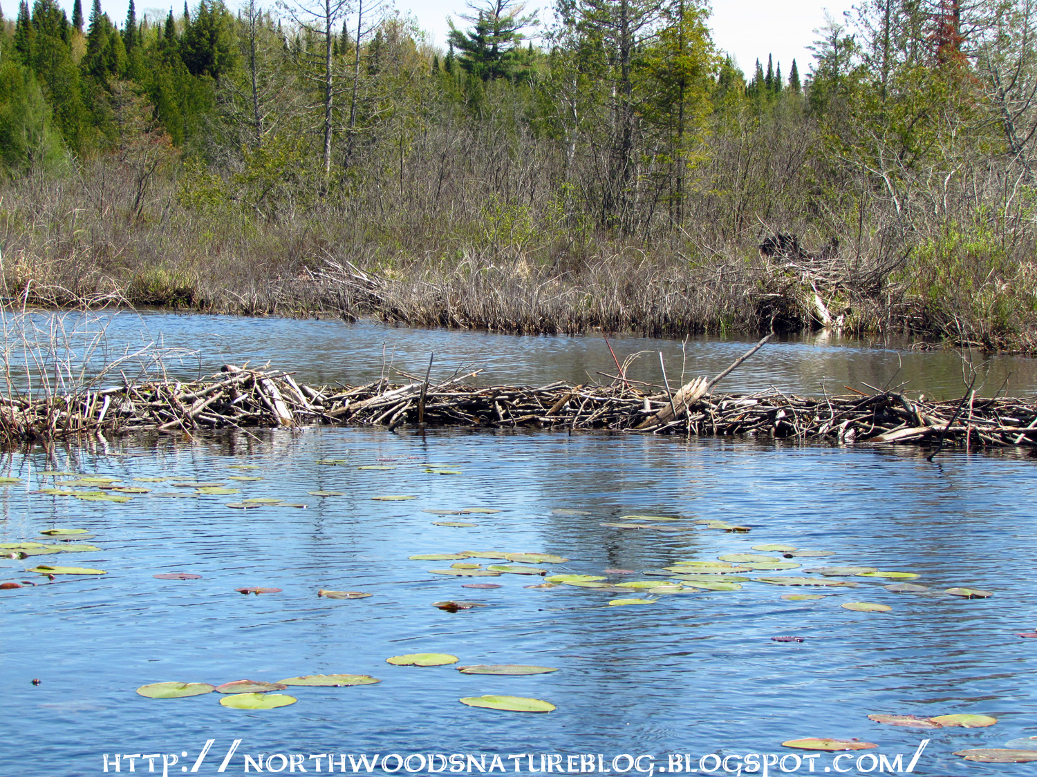 Northwoods Nature Blog Beaver Dam