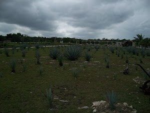 Blue Agave field
