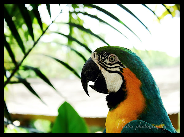 பறவைகள் பூங்கா புகைப்படங்கள் -சிங்கப்பூர் (BIRD PARK SINGAPORE) -Part-1  Birds+park+post-1+(2)