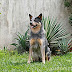 Mira las 10 razas de perros inteligentes actuales