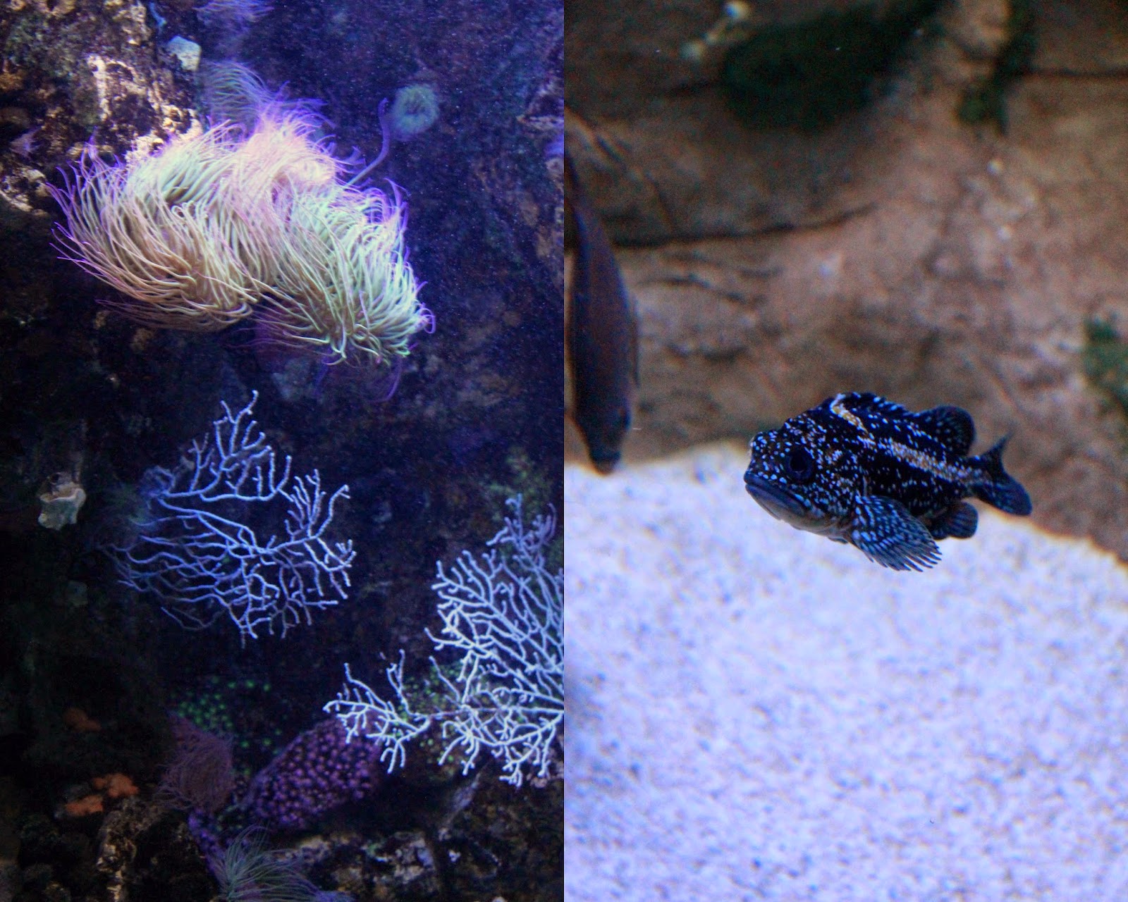 CoffeesDessertsLife_Oceanarium7