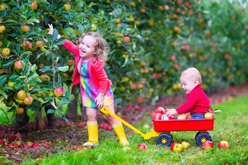 my northwest rhode island rhode island apple harvest day event set
