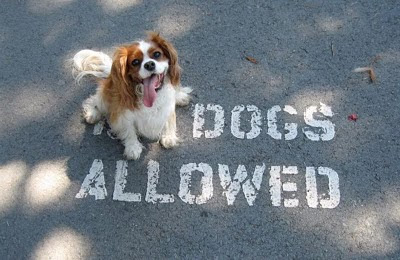 Animal Funny Picture