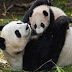 Panda Love His Son