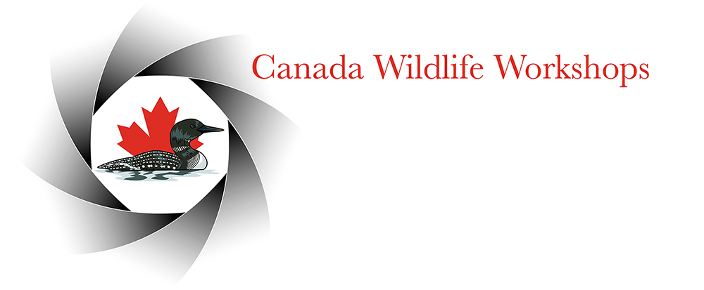 Canada Wildlife Workshops
