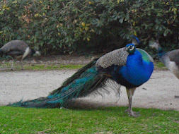 PARQUE DE LA FUENTE DEL BERRO