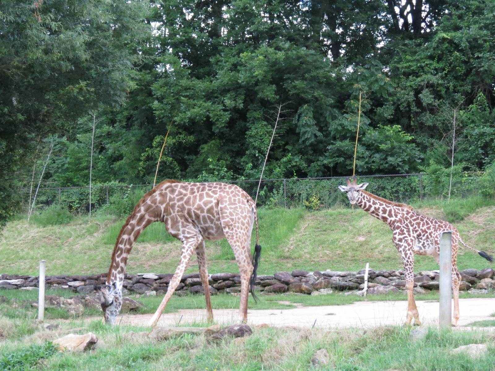 Our Family is Raised on Love: Friday Fun: The Greenville Zoo