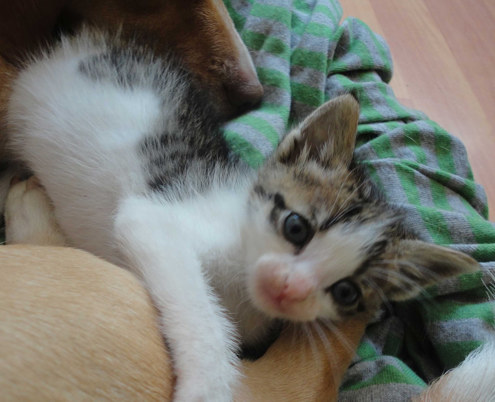 minik kedi