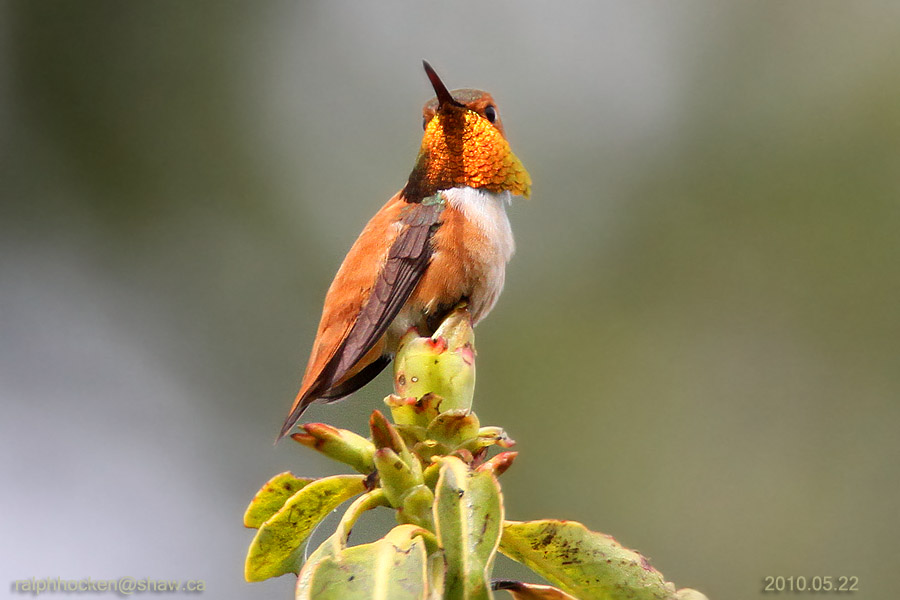 The Backyard Wildbird and Nature Store Nanaimo bird report, March 13, 2011