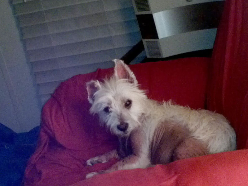 Sunshine State Westie Rescue