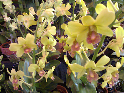 orchids orchids