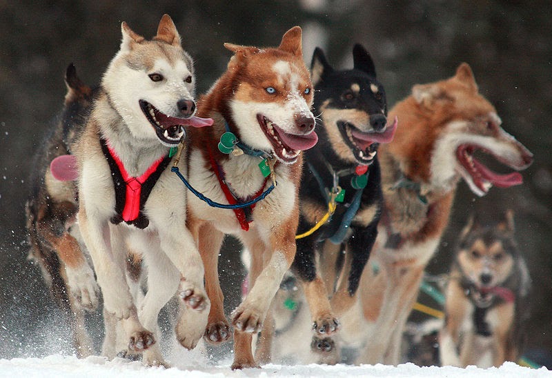 Autism Light Iditarod Trail Sled Dog Race Mushers