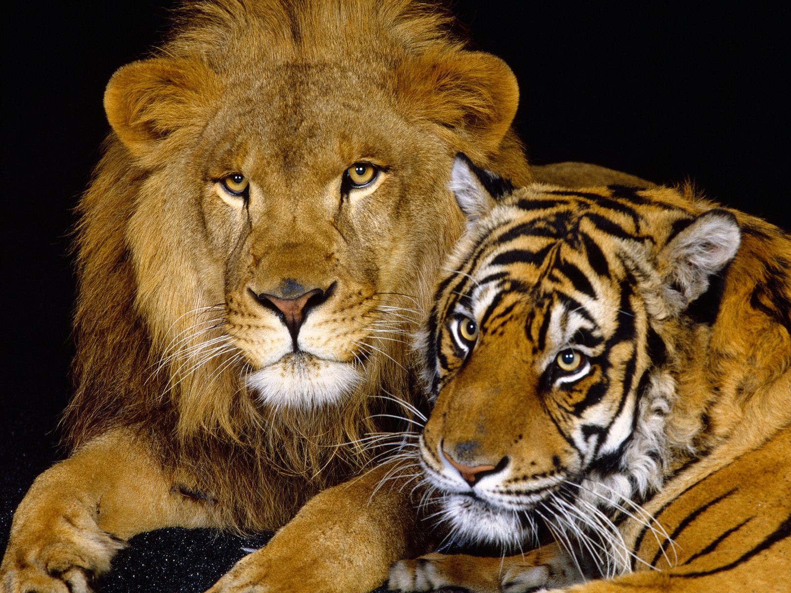 http://4.bp.blogspot.com/-4QrsnUzbFdc/Tp-KpEDXOQI/AAAAAAAABBY/rkHYJN9PDj8/s1600/Siberian+tigers+and+lions+animal+attacks+in+Ohio+USA+owner+dies+of+exotic+animals+escape+ANIMAL+PICTURES.jpg