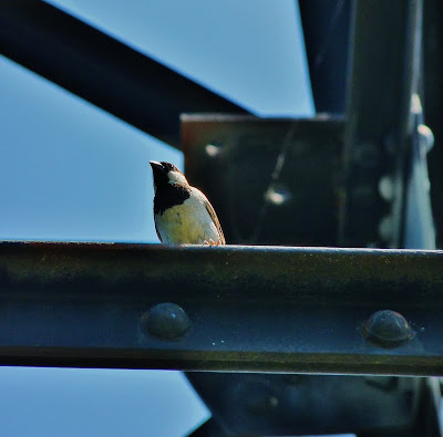Sparrow on the Steel
