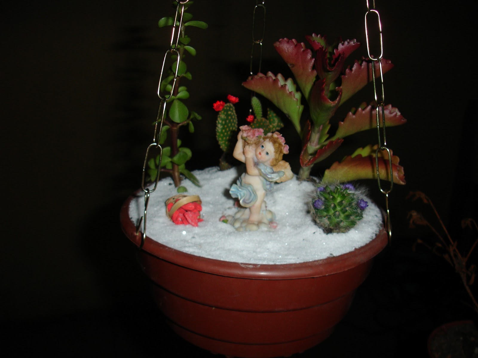 mini jardim cactos suculentas: com Cactos e Suculentas.: Mini Jardim Suspenso de Cactos e Suculenta mini jardim cactos suculentas: com Cactos e Suculentas.: Mini Jardim Suspenso de Cactos e Suculenta